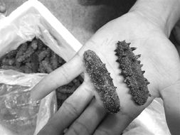 海參被曝摻糖增重，三招識別干參優劣