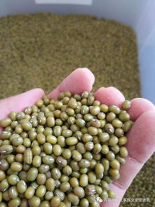 敖漢小米再獲國家級榮譽，農副產品銷售迎來新機遇