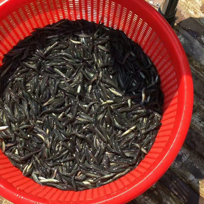 新余烏鱧魚苗優選——明輝水產專業批發指南